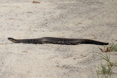 Agkistrodon piscivorus
