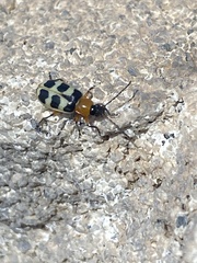 Paranapiacaba tricincta