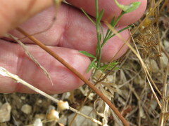Delphinium halteratum