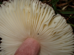 Russula xerampelina