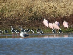 Chroicocephalus cirrocephalus