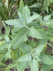 Verbesina encelioides