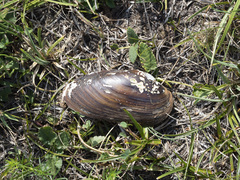Unio elongatulus