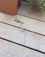 Elgaria multicarinata