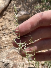 Bouteloua aristidoides