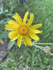 Verbesina encelioides