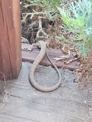 Elgaria multicarinata