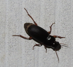 Pseudoophonus