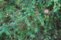 Taxus