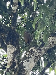 Colaptes rubiginosus