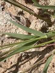 Bouteloua aristidoides