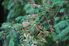 Taxus