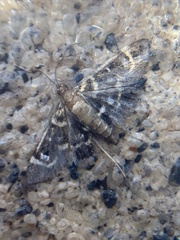 Diathrausta