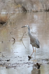 Egretta novaehollandiae