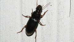Pseudoophonus