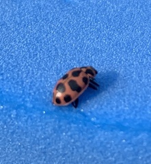 Coleomegilla maculata