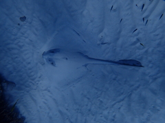 Pastinachus ater