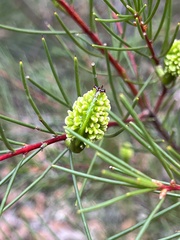 Hakea propinqua
