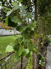 Populus deltoides