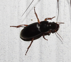 Pseudoophonus