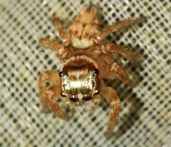 Evarcha