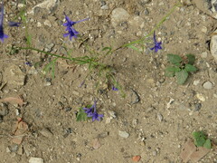 Delphinium halteratum