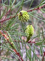 Hakea propinqua