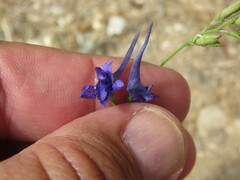 Delphinium halteratum