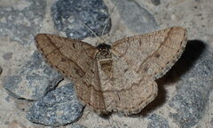 Isturgia murinaria