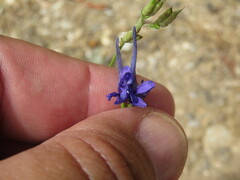 Delphinium halteratum