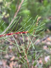 Hakea propinqua