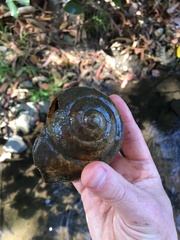 Pomacea canaliculata