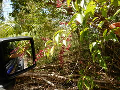 Trichostigma octandrum