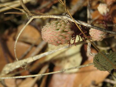 Petrosedum forsterianum