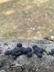Hypoxylaceae
