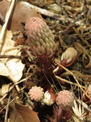 Petrosedum forsterianum