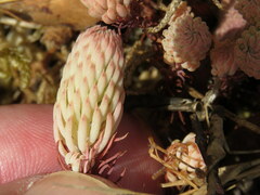 Petrosedum forsterianum