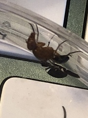 Delphinia picta