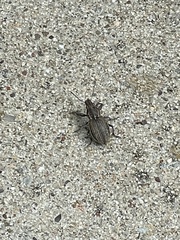 Naupactus