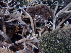 Canthigaster valentini
