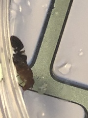 Delphinia picta