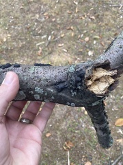 Hypoxylaceae