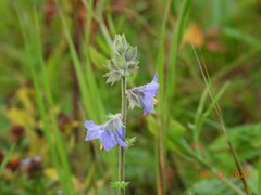 Polemonium acutiflorum