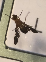 Delphinia picta