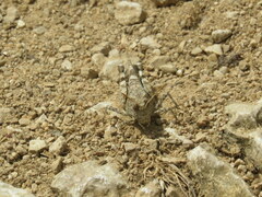 Oedipoda caerulescens