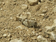 Oedipoda caerulescens