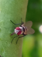 Anthomyia