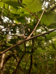 Ululodes macleayanus