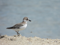 Charadrius wilsonia