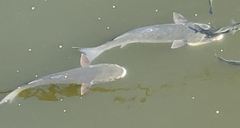 Mugil cephalus